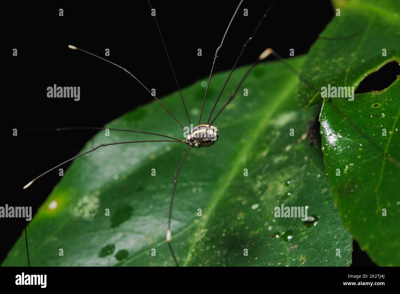 The spider is on the leaves in the natural forest Stock Photo - Alamy