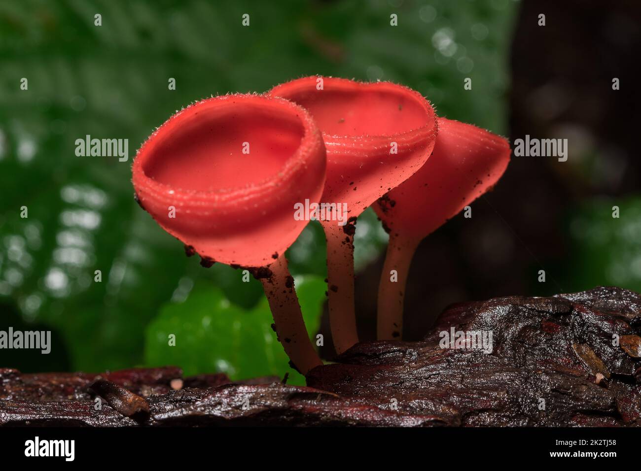 The Fungi Cup is orange, pink, red, found on the ground and dead timber. Stock Photo