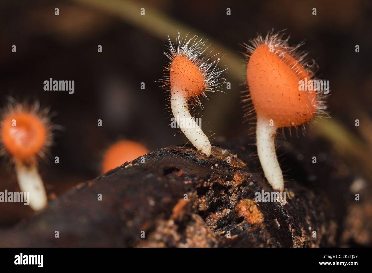 The Fungi Cup is orange, pink, red, found on the ground and dead timber. Stock Photo
