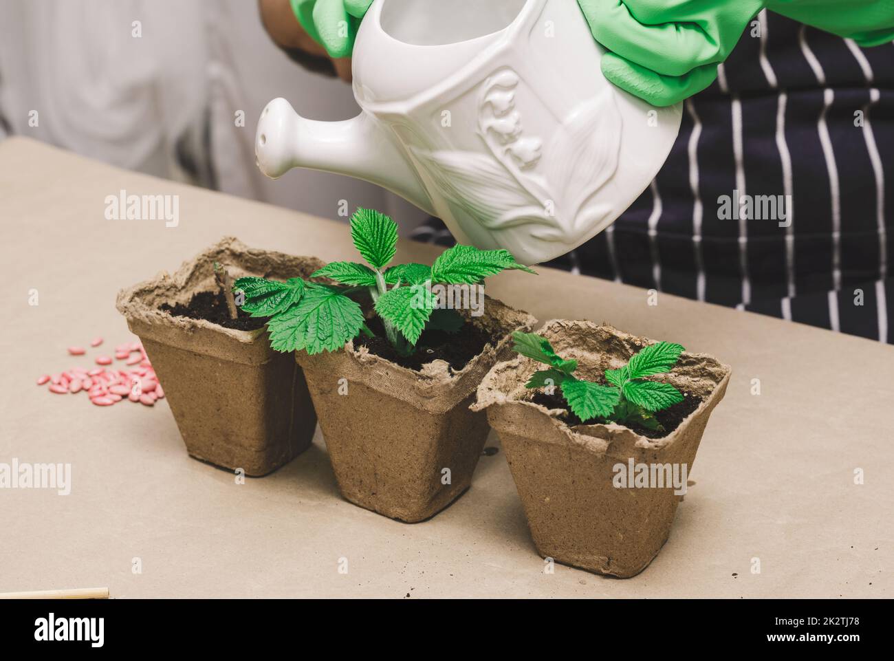 A woman in green rubber gloves holds a white ceramic watering can Stock Photo