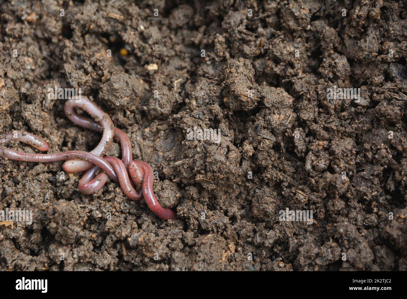 Earthworms on soil, earthworms on ground for agriculture and gardening concept with earthworms