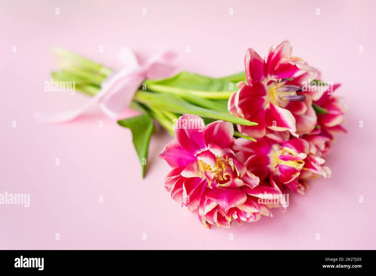 Very beautiful spring bouquet of peony tulips on a pink paper background, closeup. Place for an inscription. Stock Photo