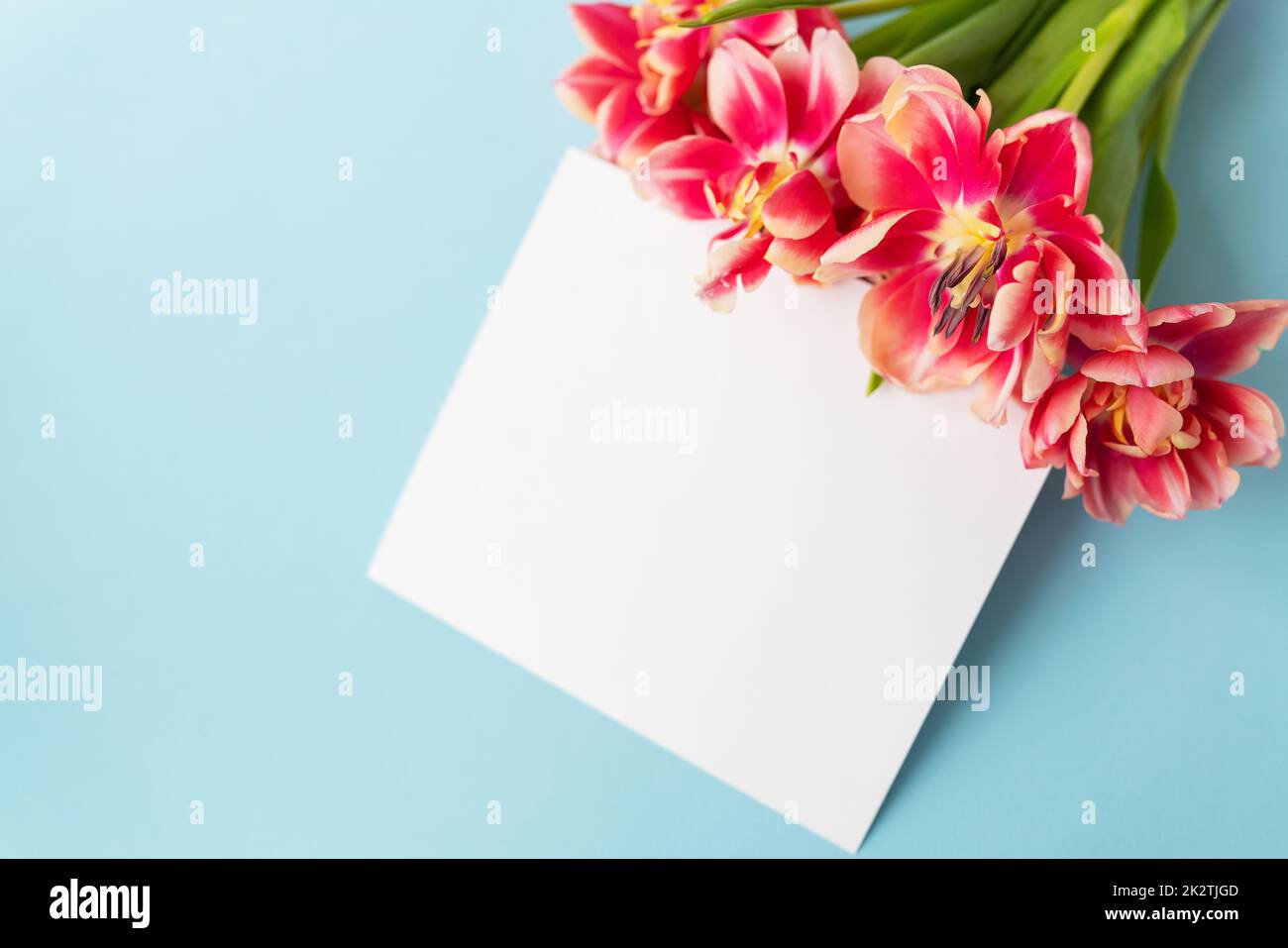 Creative spring composition of tulips with pastel blue paper and white ...