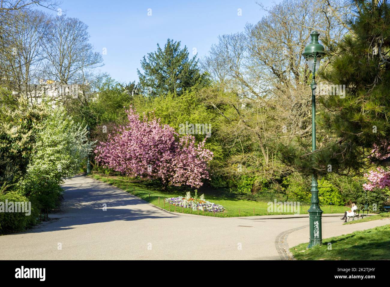 Japanese cherry blossom in spring Stock Photo