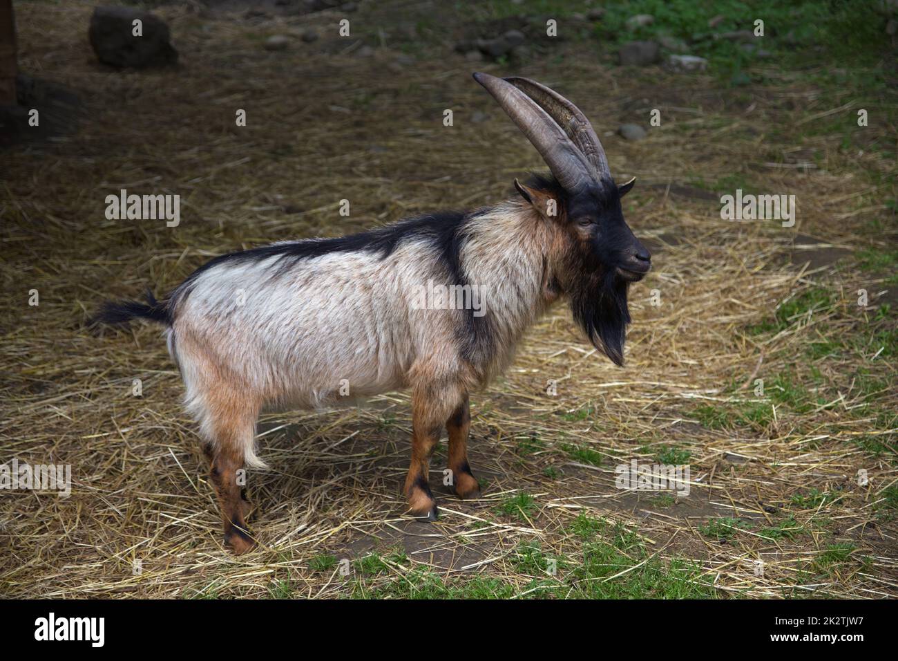 ram goat farm animal male livestock mammal agriculture Stock Photo