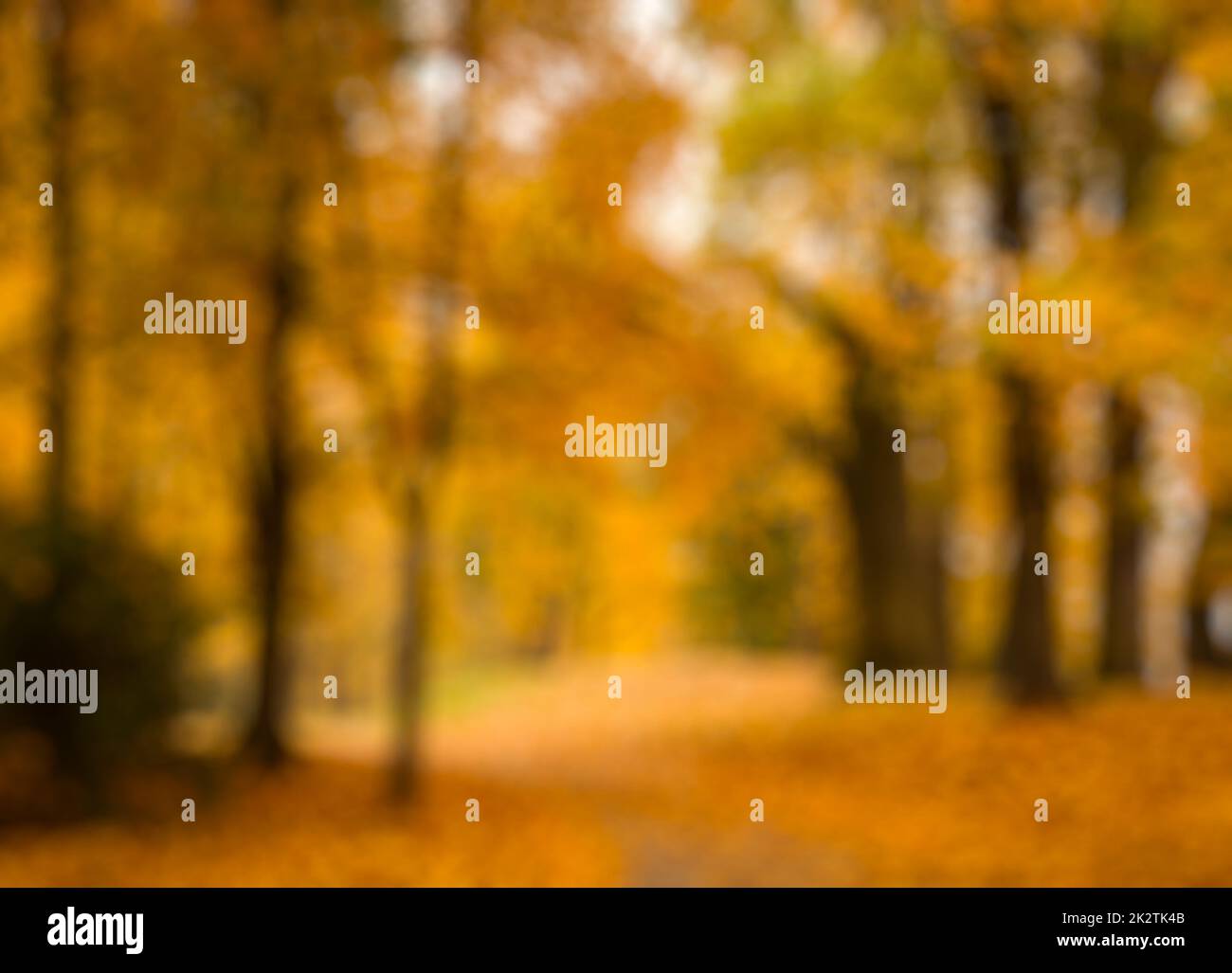 Defocused blurred autum background Stock Photo
