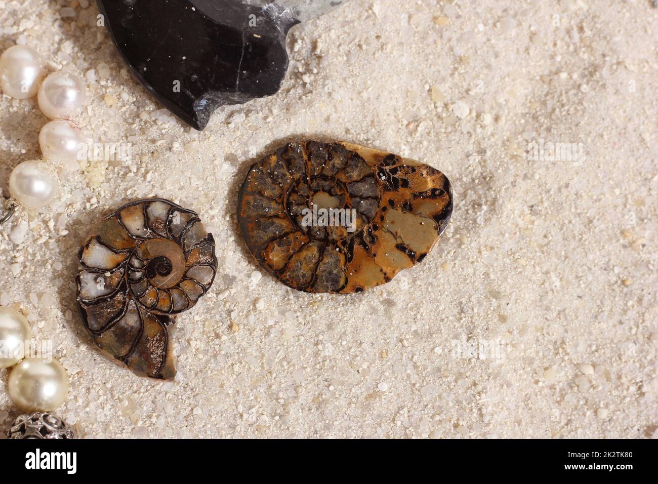 Ancient Ammonite Fossil Specimens on Sandy Beach Stock Photo