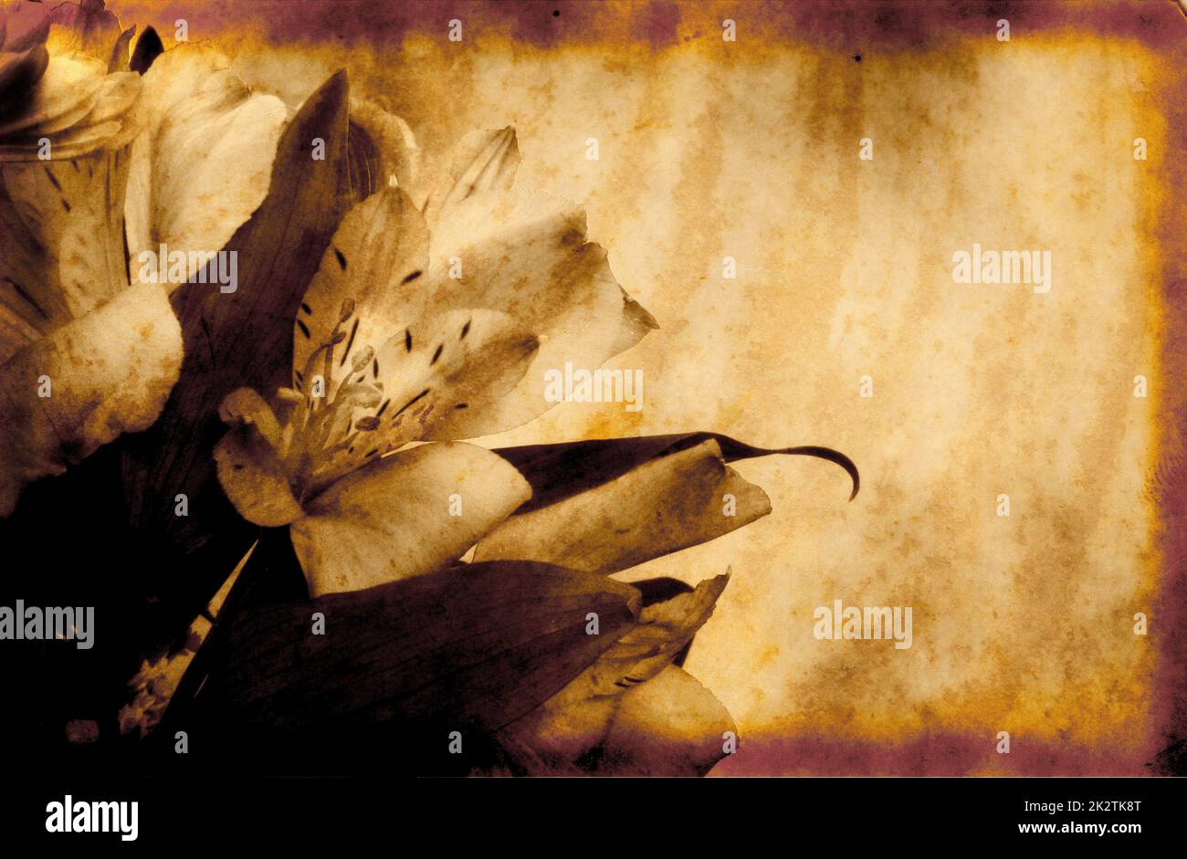 Vintage Grunge Style Background With Flowers Retro Backgrounds Stock ...