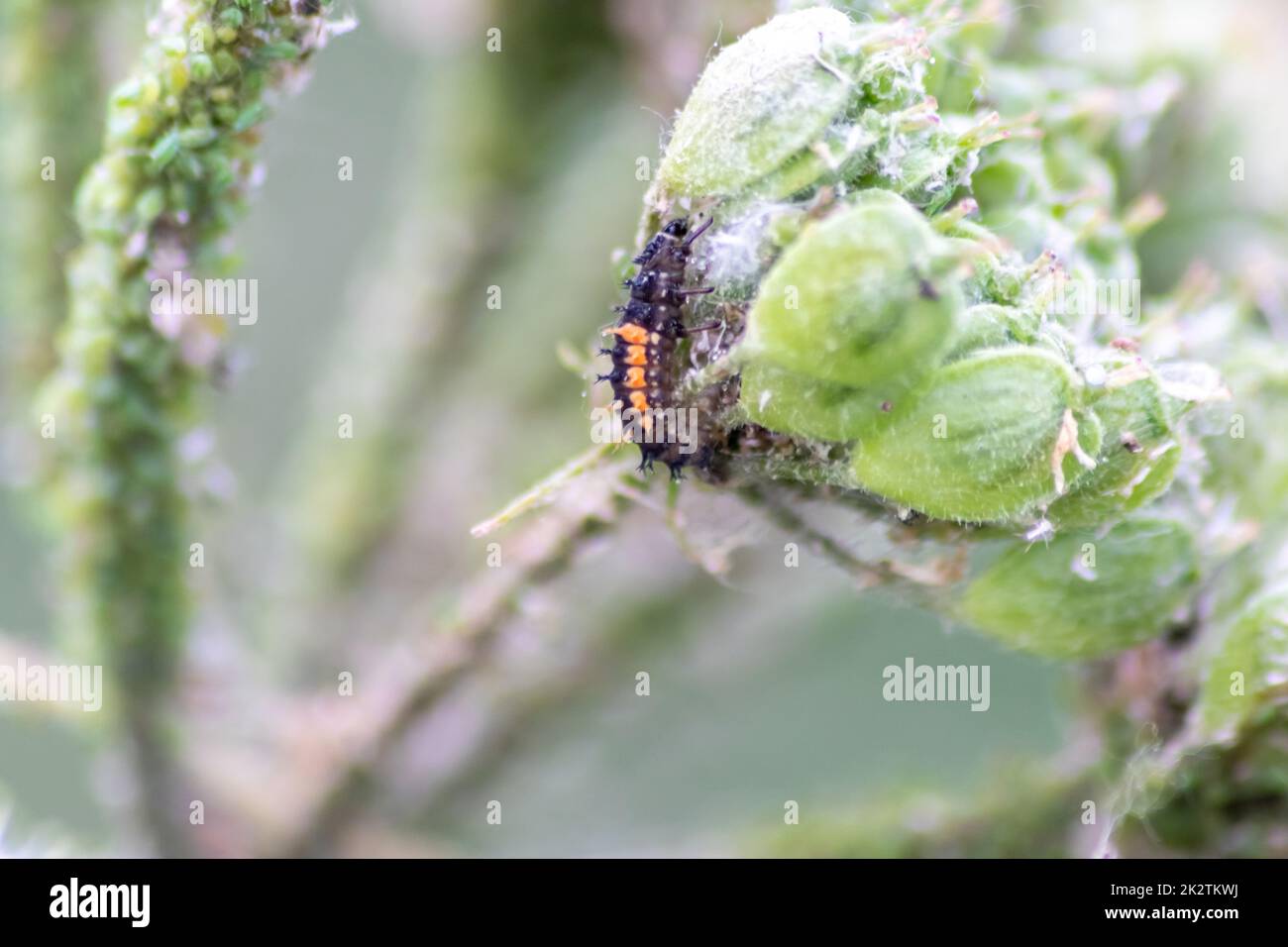 New born ladybug eclosing green leaf switches from larva to ladybug beetle with black dots red wings show new born lucky talisman harmony natural pest control in agriculture Stock Photo