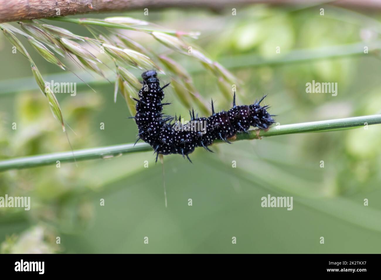 Big black caterpillar with white dots, black tentacles and orange feet ...
