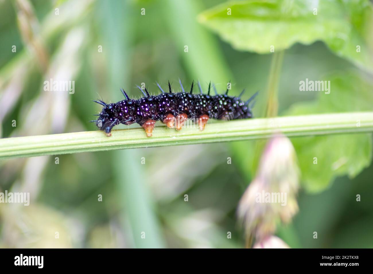 Big black caterpillar with white dots, black tentacles and orange feet ...