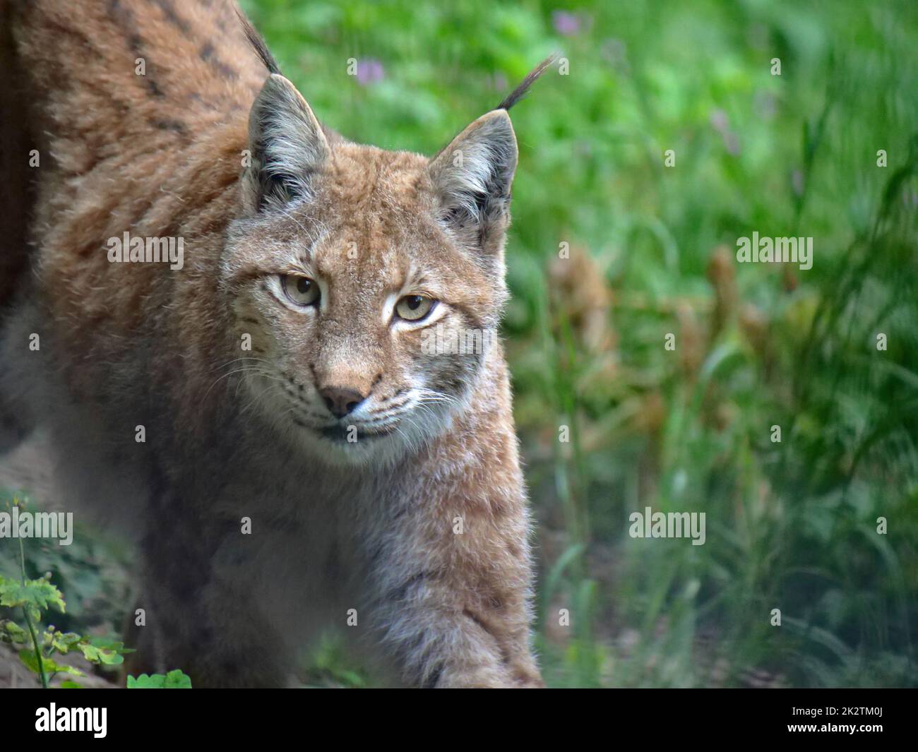 Eurasian bobcat in action in the wild Stock Photo - Alamy