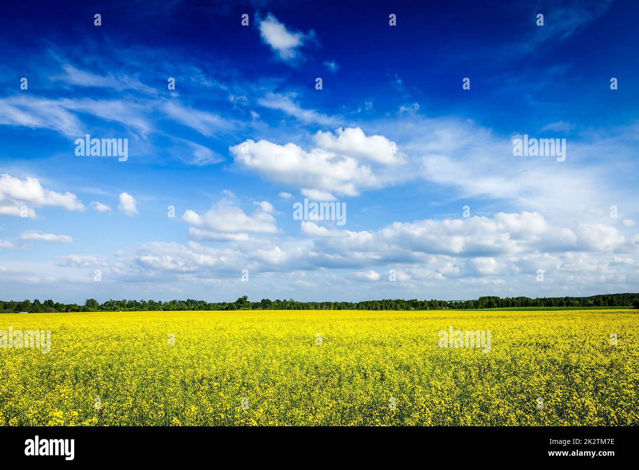 Spring summer background canola field and blue sky Stock Photo - Alamy