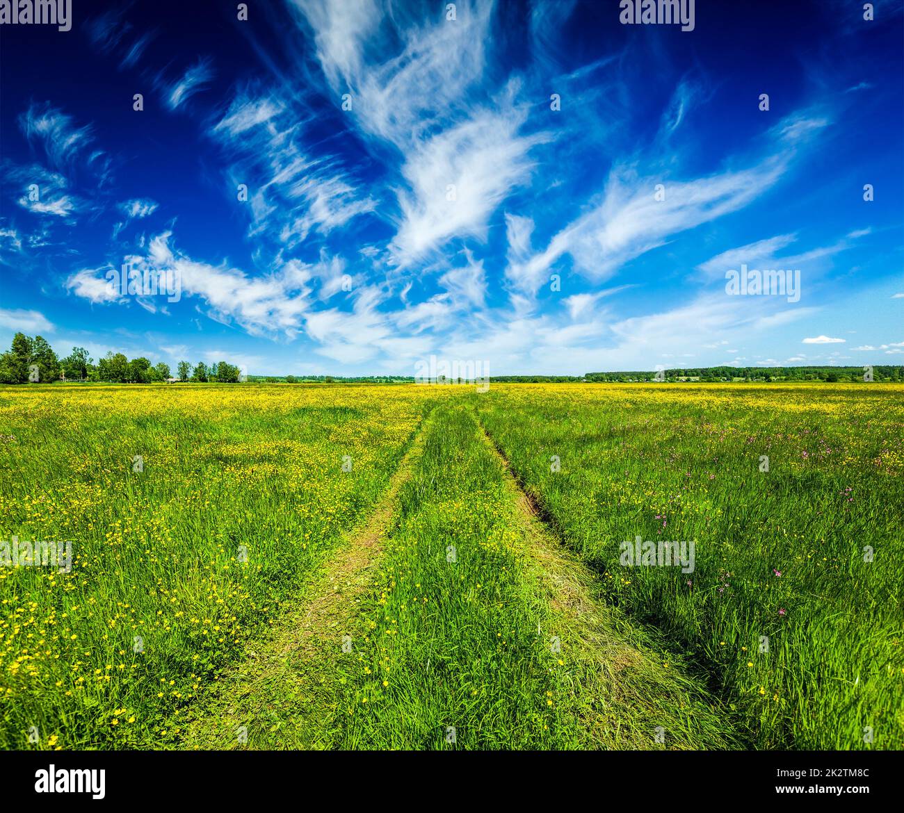 Spring summer rural road in green field landscape Stock Photo