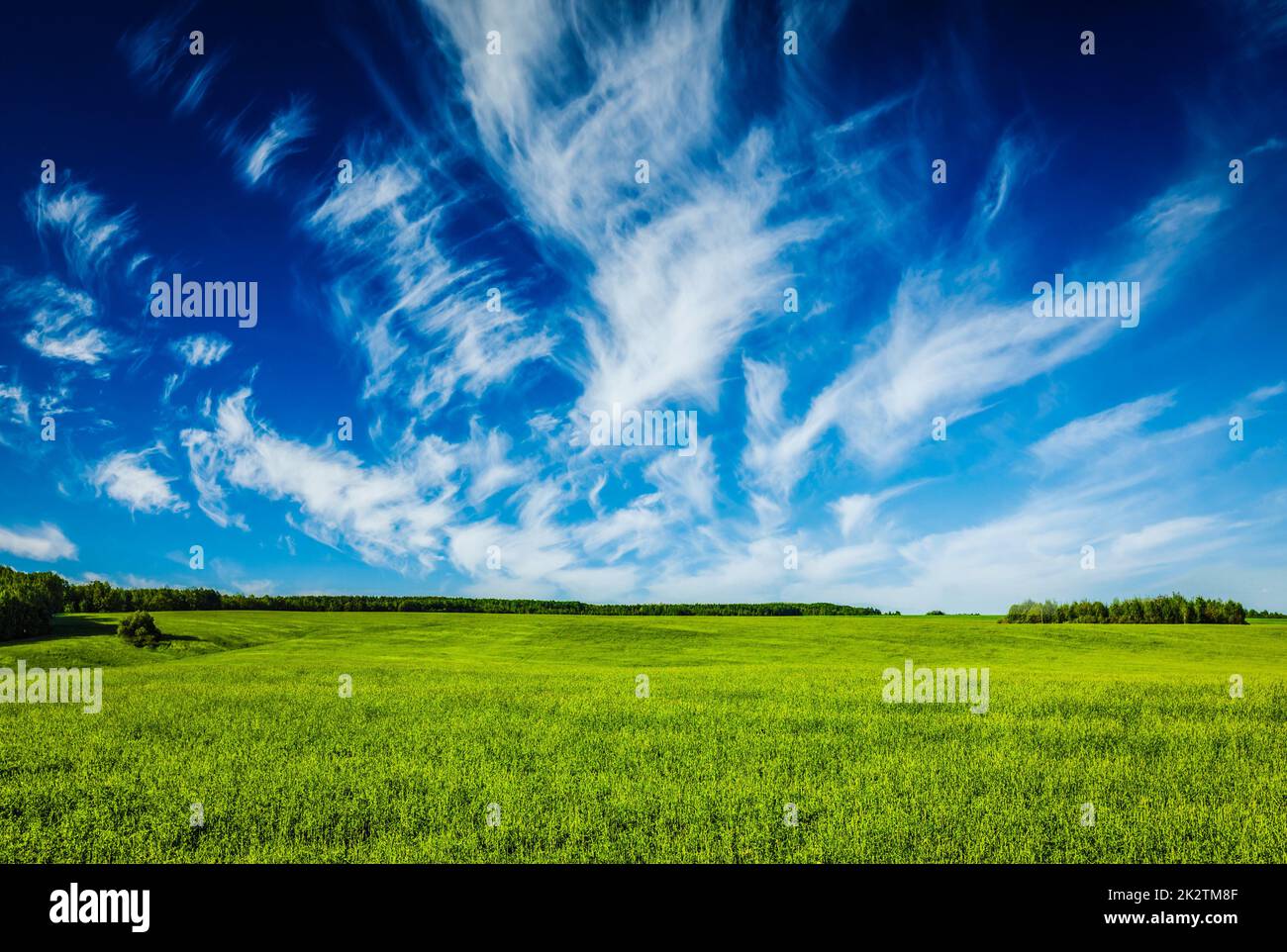 Spring summer green field scenery lanscape Stock Photo