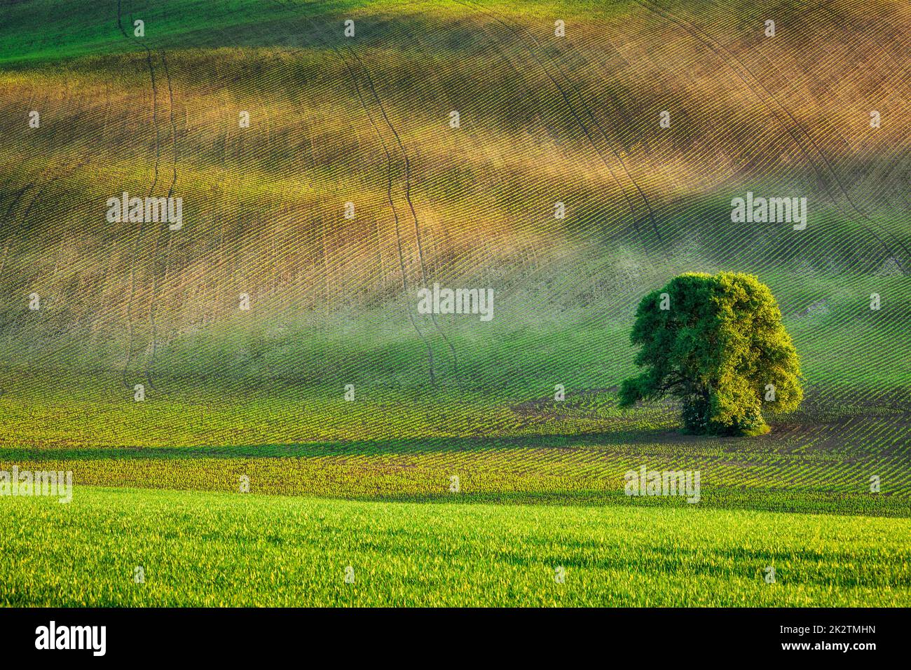 Lonely tree in olling fields Stock Photo