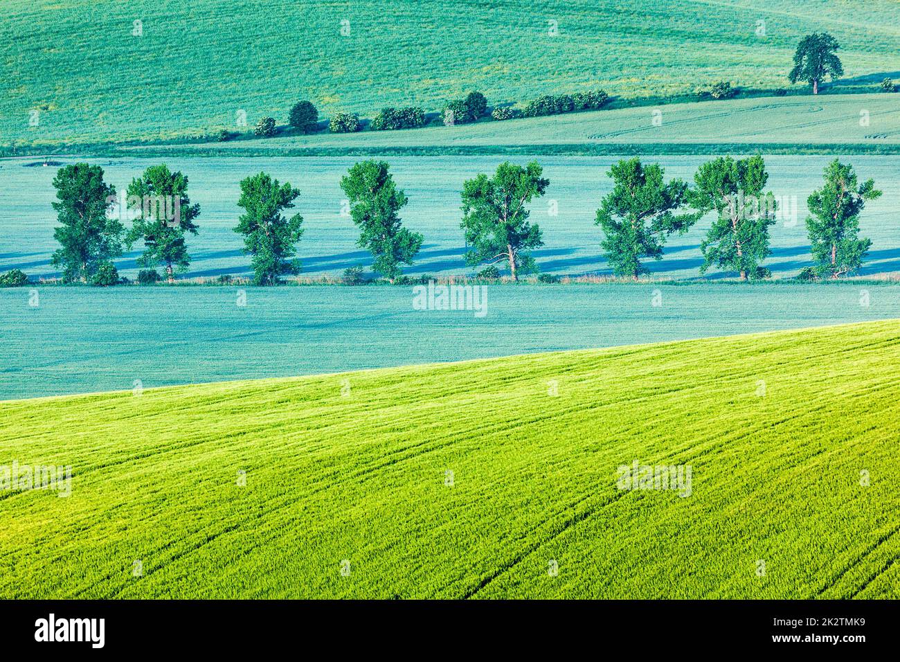 Moravian rolling landscape with trees in morning Stock Photo Alamy
