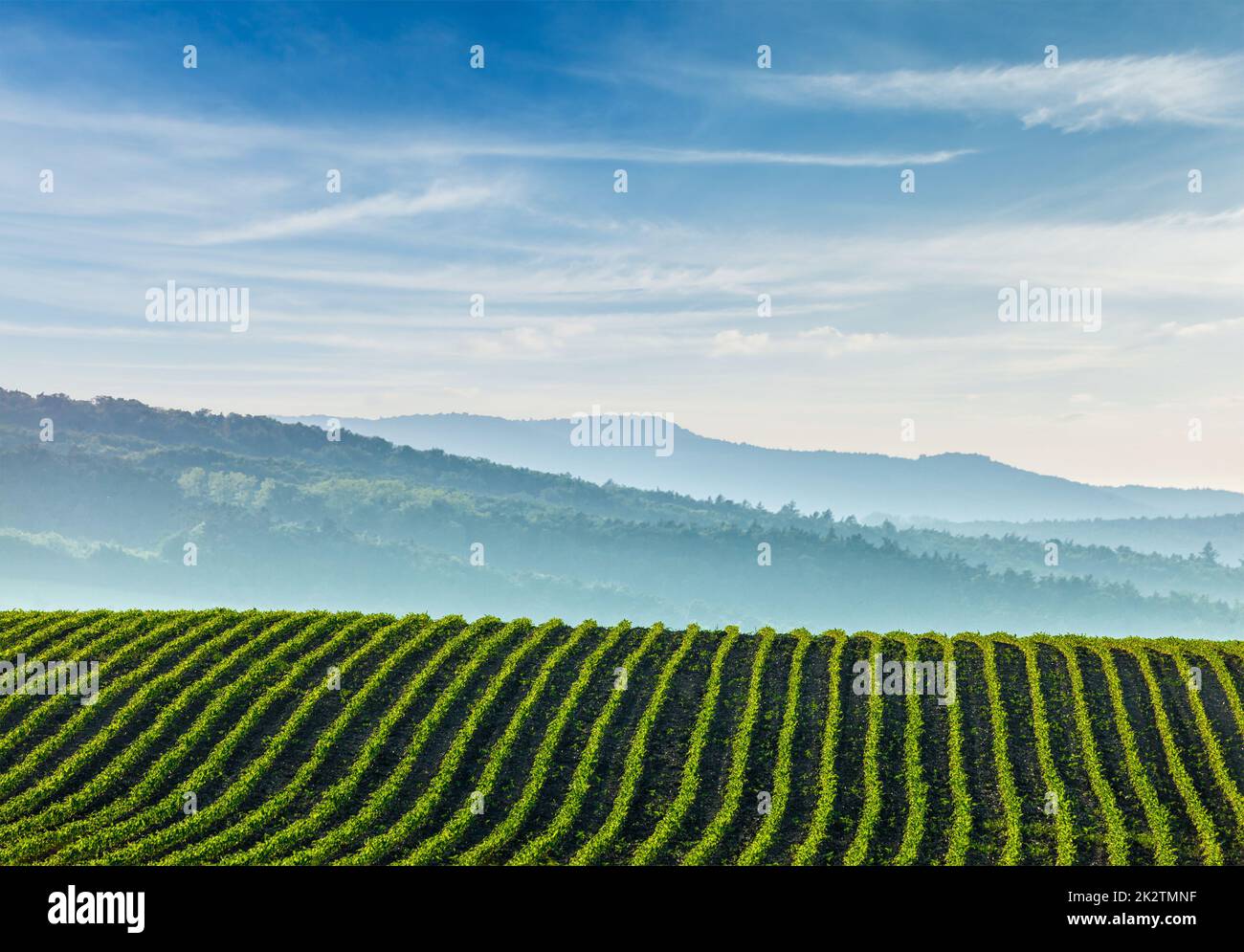 Panorama of furrows with sprouts in rolling ploughed fields Stock Photo