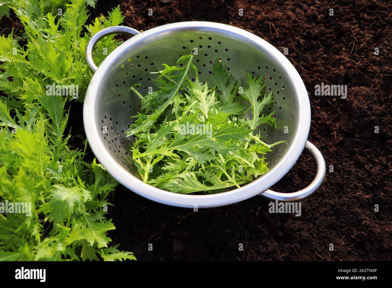 The background of green leaves of japanese mustard mizuna in the garden closeup, top view. Useful spicy herbs for vegan and vegetarian nutrition with vitamins . Stock Photo