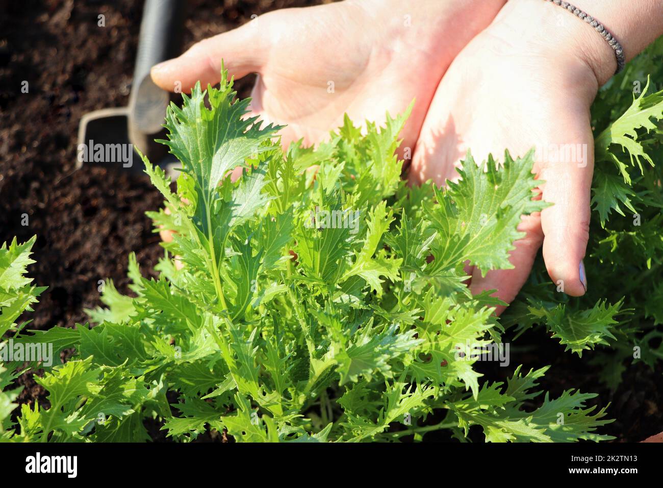 Harvesting and holding fresh organic mizuna leaves by female hands Stock Photo