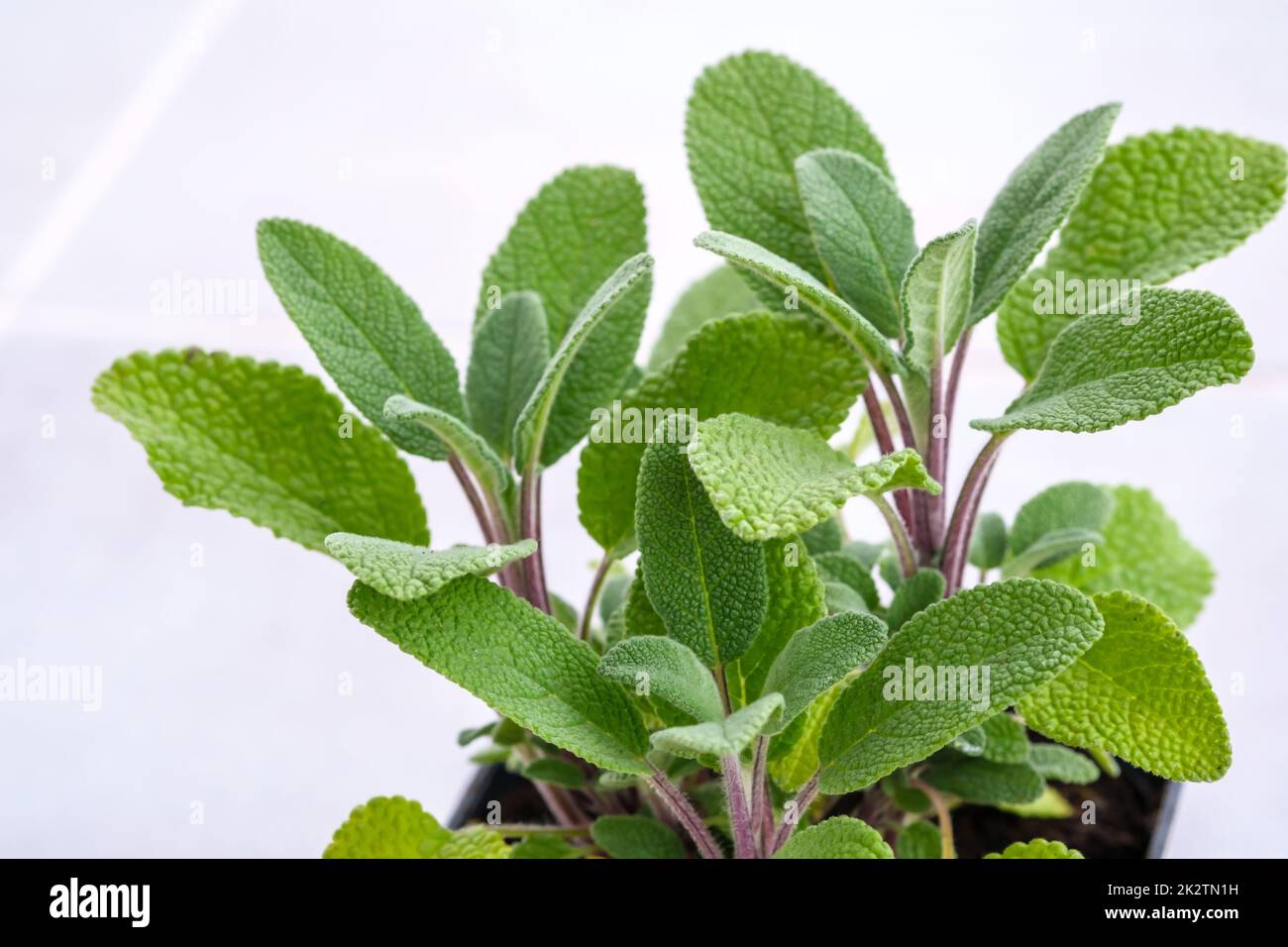 Sage Stock Photo