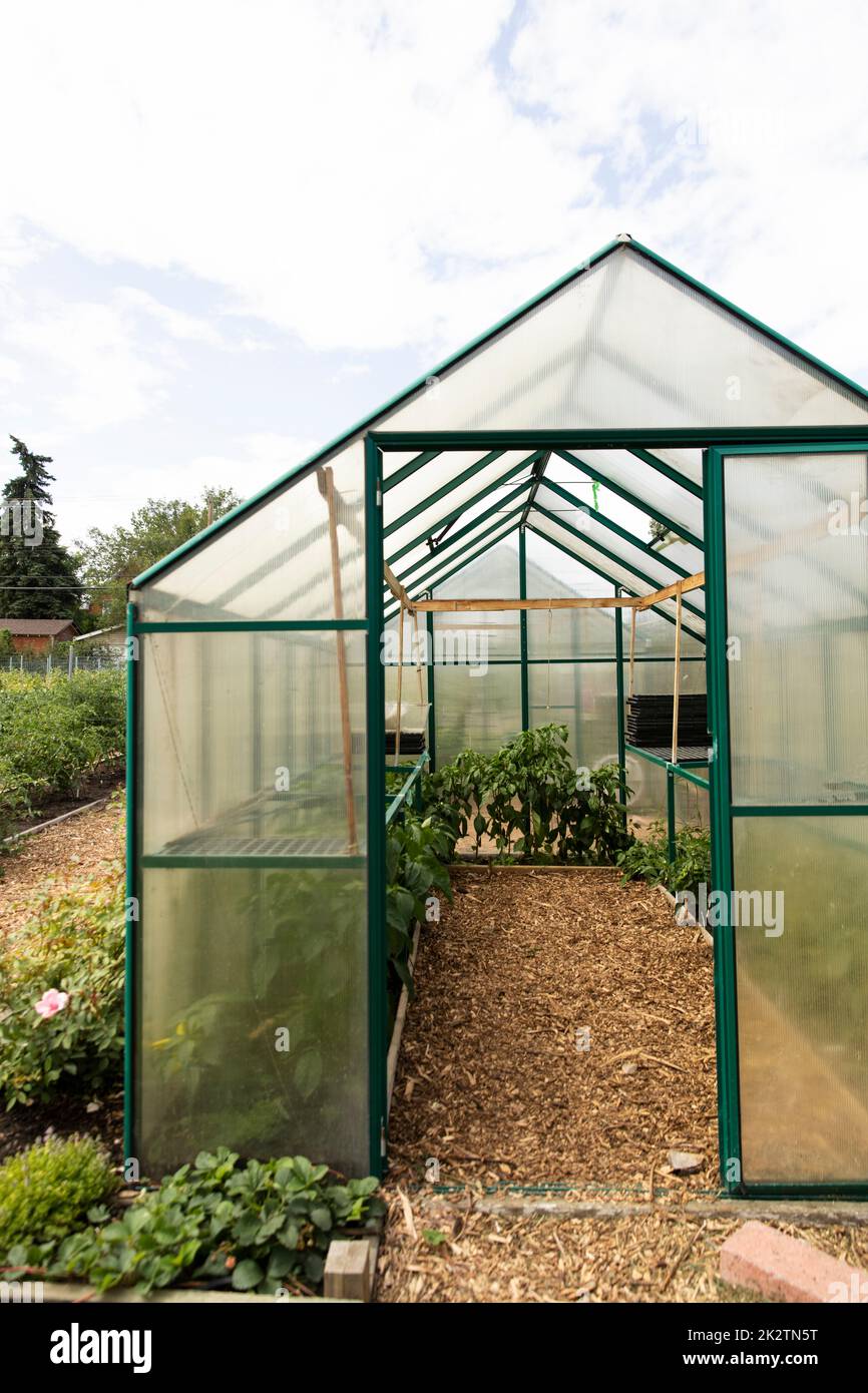 New greenhouse with plants in community garden Stock Photo