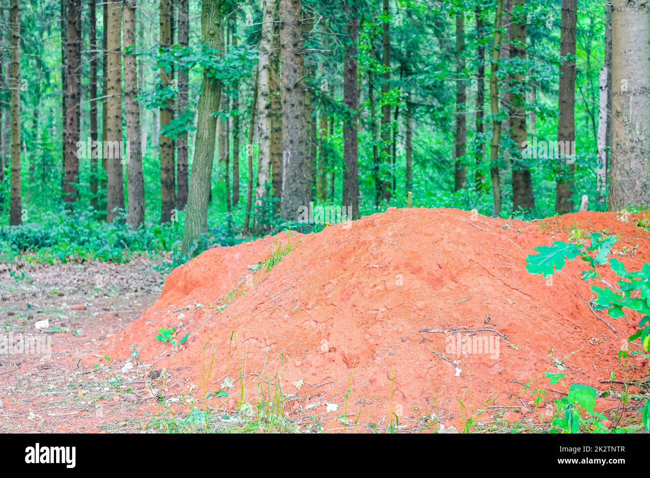 Red clay soil with pathway green plants trees forest Germany. Stock Photo