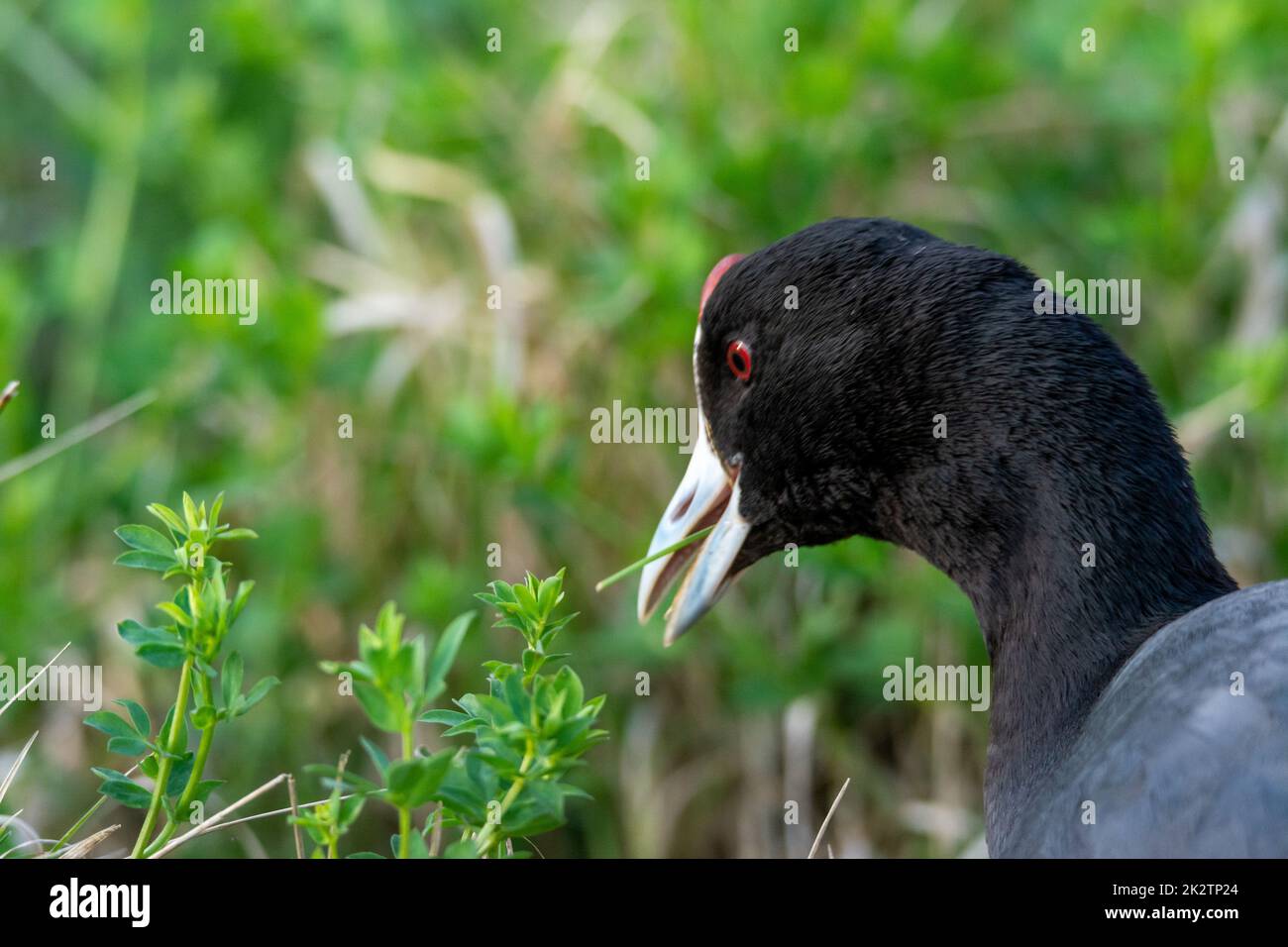 common coot, wild bird in a lake, with reeds and reeds, mating in early spring, natural life, Fulica atra Stock Photo