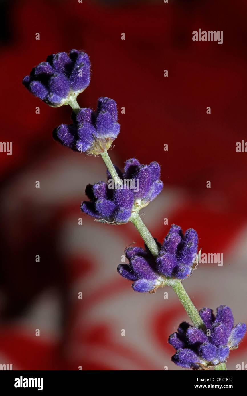 Flower blossom close up lavandula latifolia family lamiaceae botanical ...