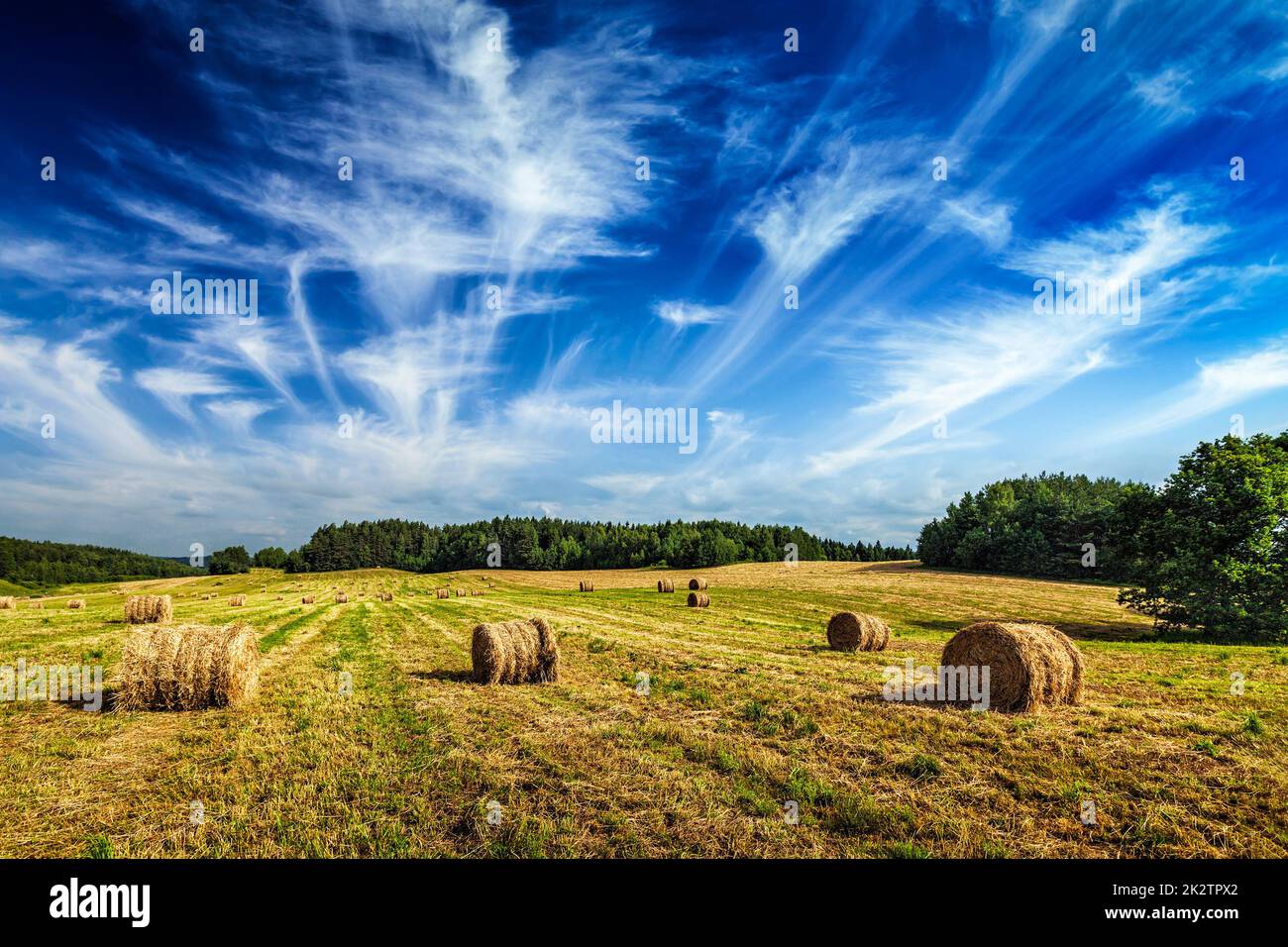 Hay bales on field Stock Photo - Alamy