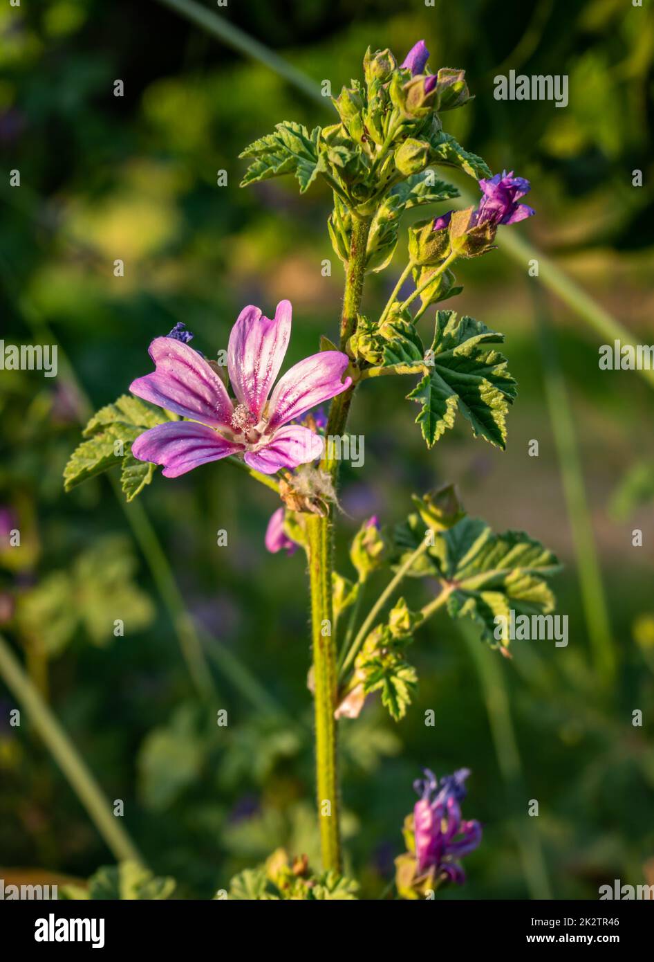 Wild mallow (Malva sylvestris L.), sometimes also called forest mallow - a plant species belonging to the malvaceae family Stock Photo