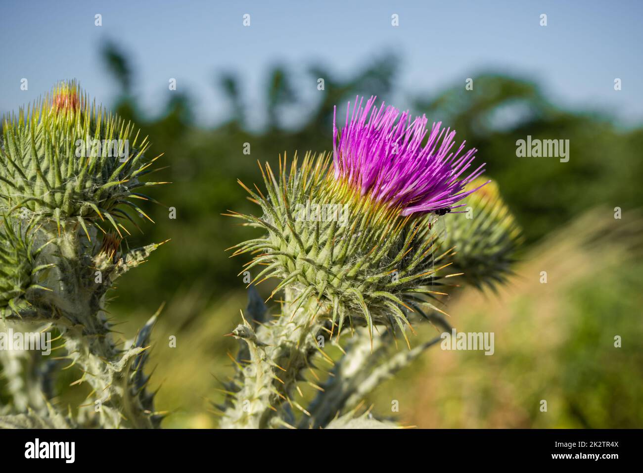 Milk thistle (Silybum marianum (L.) Gaertner) - a species of plant belonging to the Asteraceae family. Stock Photo