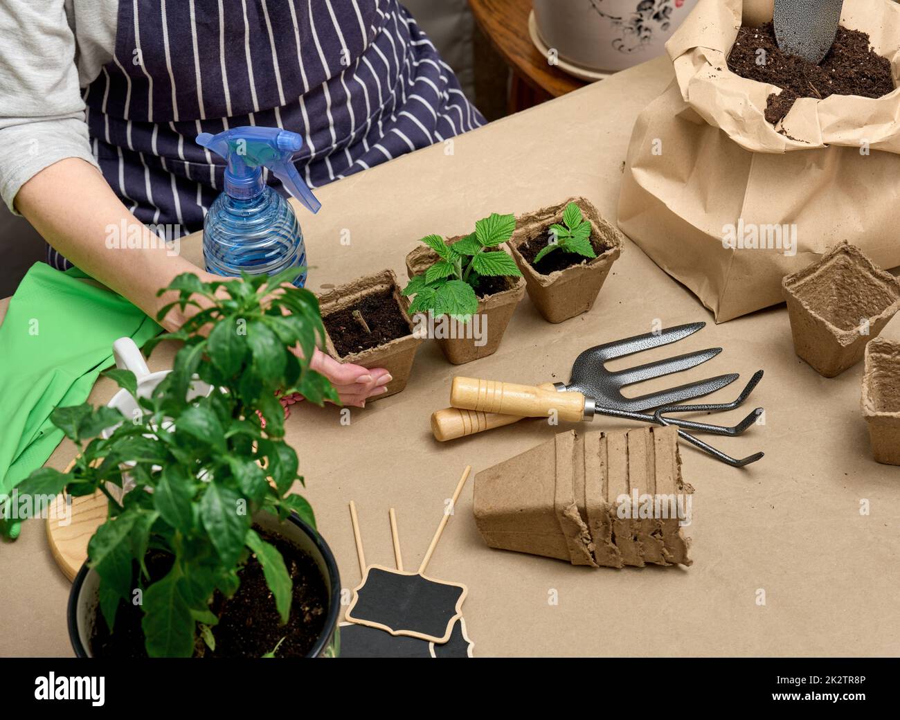 A woman pours earth into a cardboard cup with a green sprout. Growing