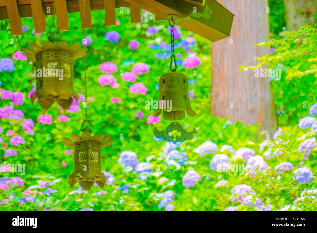 Japanese -style lantern and hydrangea Stock Photo