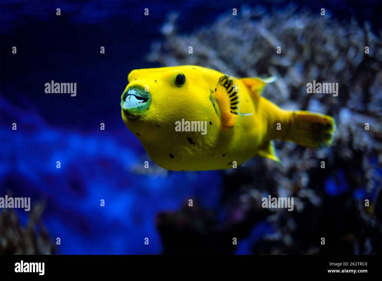 Yellow golden puffer guineafowl puffer fish underwater Stock Photo Alamy