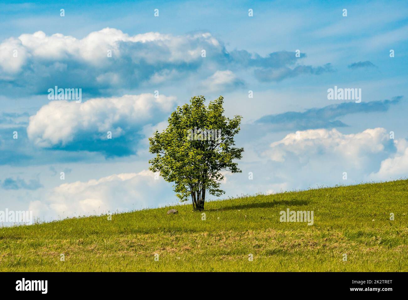 Young tree growing alone on the hill Stock Photo