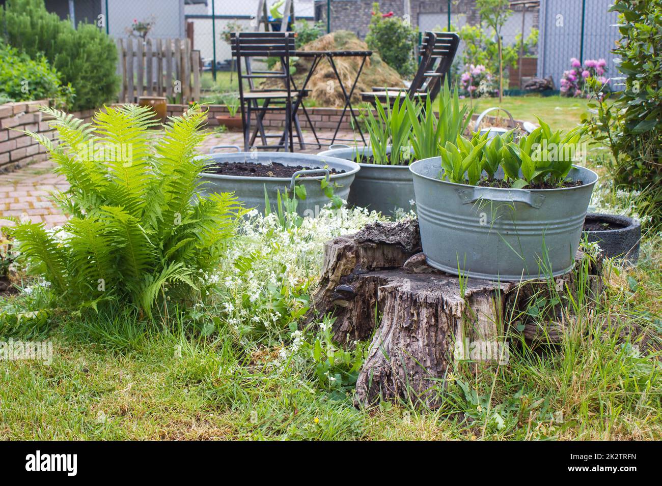 rustic garden fern, plants in tin tub, chairs and table Stock Photo