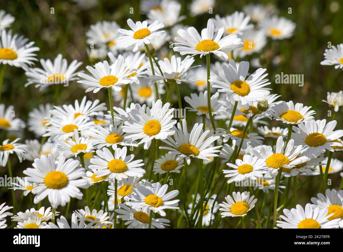 Ox-eye Daisy (Leucanthemum vulgare) in garden Stock Photo - Alamy