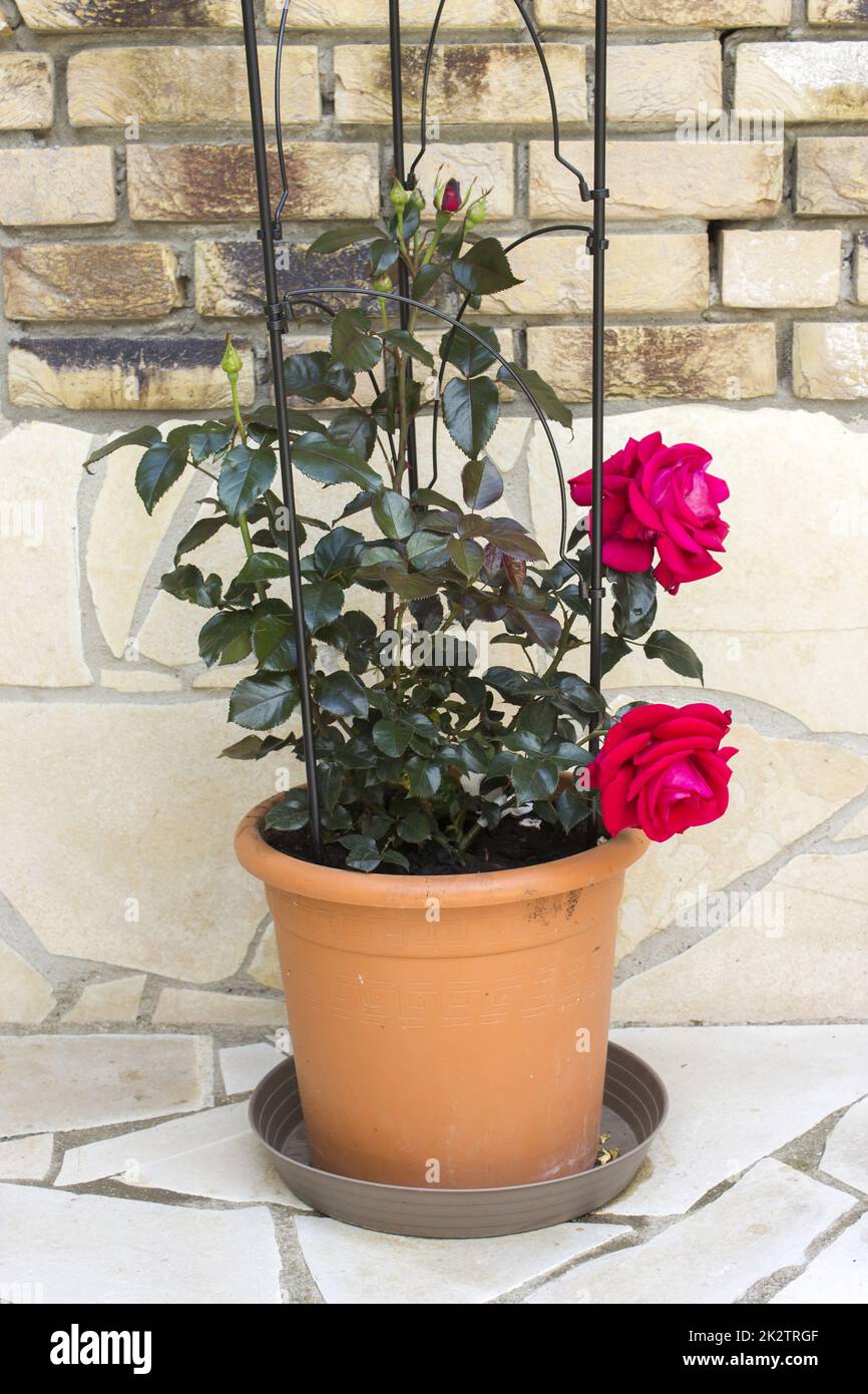 climbing rose in a pot Stock Photo Alamy