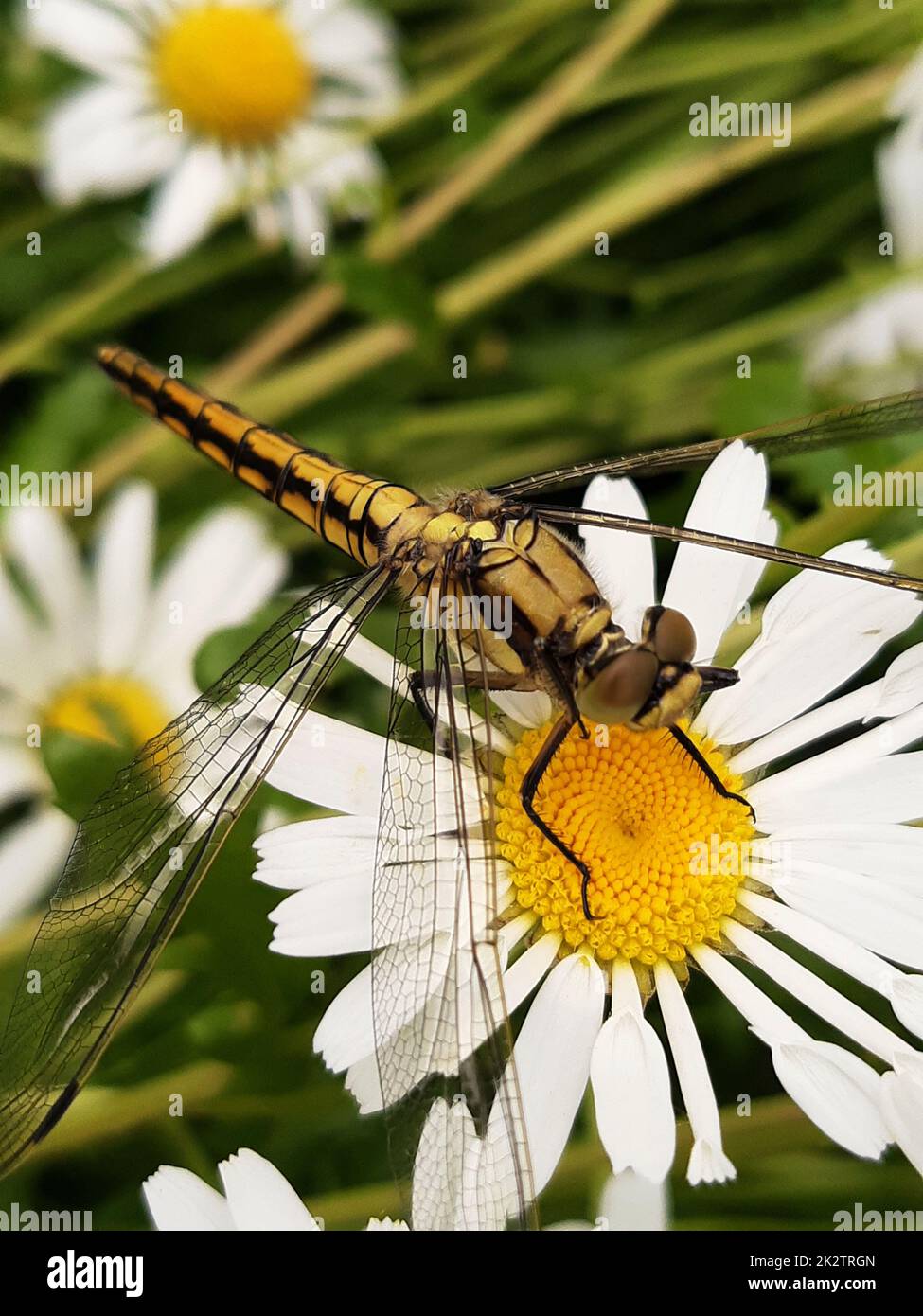 Close up dragonfly sitting hi-res stock photography and images - Alamy