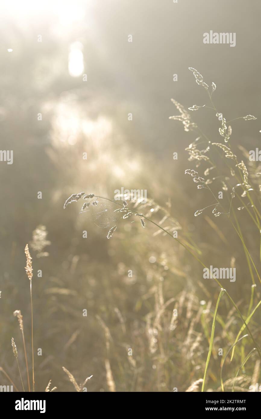 Dried weeds in sunlight Shallow depth of field. End of Summer Atmosphere Stock Photo