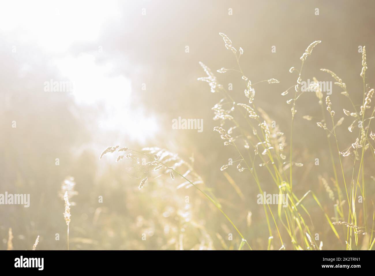 Dried weeds in sunlight Shallow depth of field. End of Summer Atmosphere Stock Photo