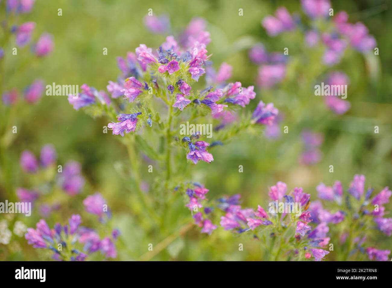 Beautiful pink meadow flowers hi-res stock photography and images - Alamy