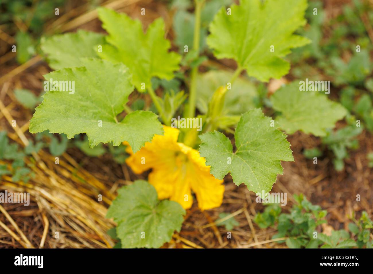 Butternut squash with flower is growing on straw ground Stock Photo Alamy