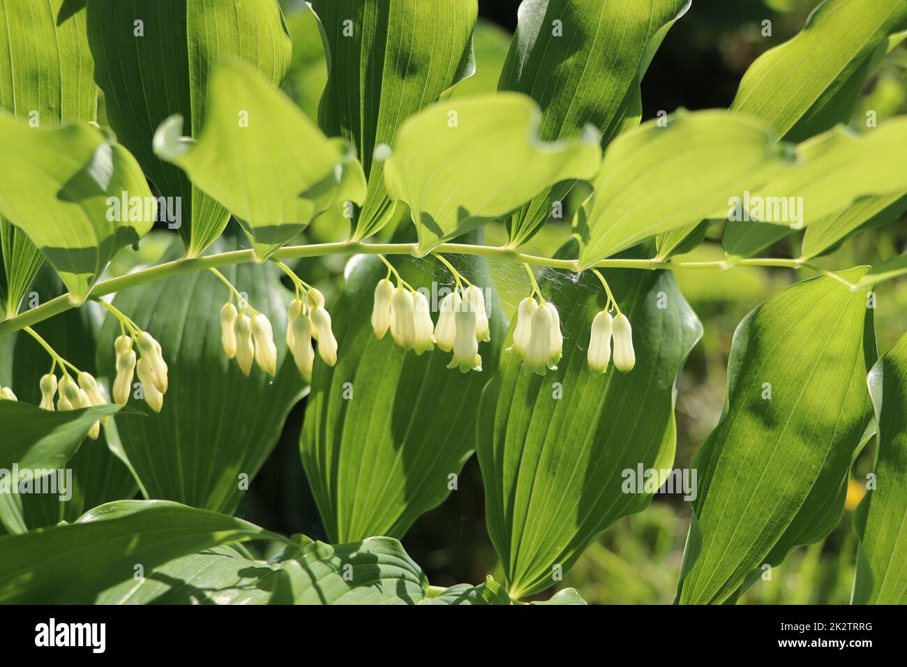 Branch of a blooming Solomon's seal in spring garden Stock Photo