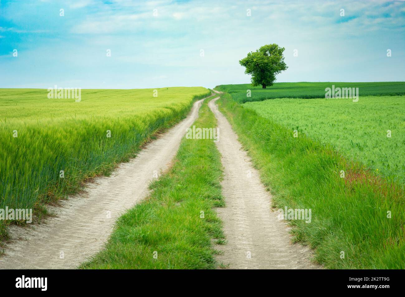 A long dirt road through a field and a lonely tree Stock Photo