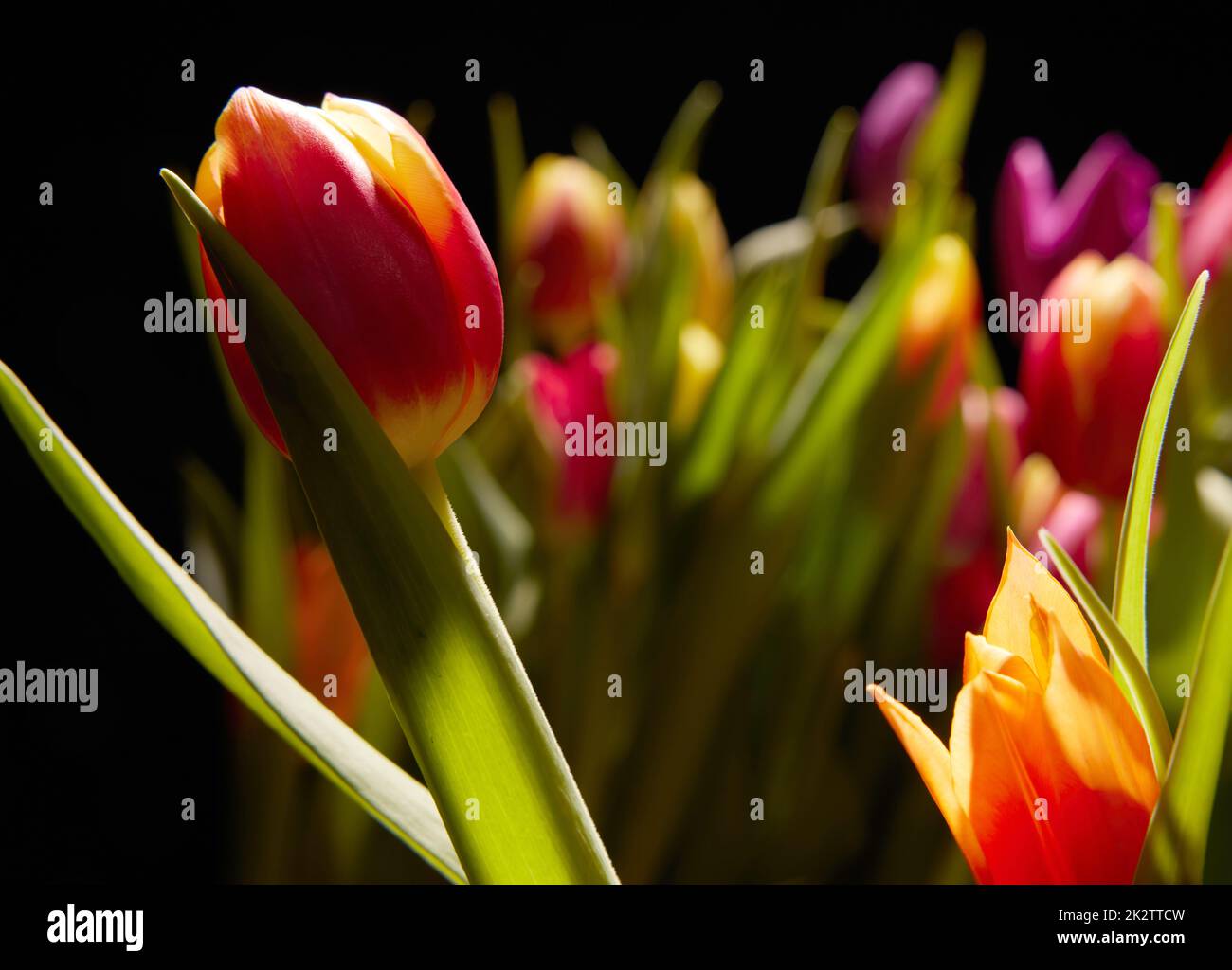 Blooming tulips with colorful petals Stock Photo