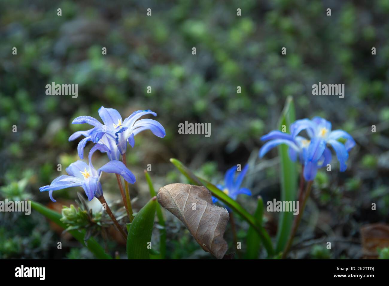 Little blue flowers in the garden, springtime view Stock Photo