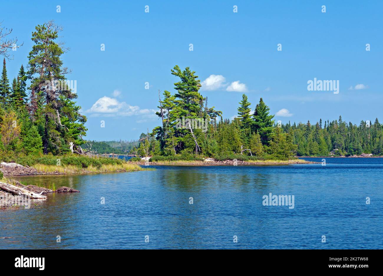 Majestic White Pines in the Wilds of Canada Stock Photo