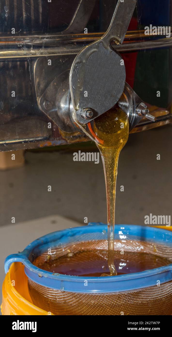 Beekeeper harvests honey with honey extractor - forest and flower honey, bees Stock Photo